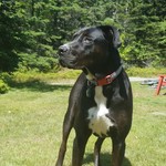 Moxiedog