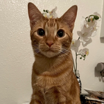 Lilolpzz