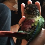 Horusfeathers