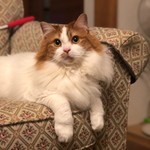 モリゾー