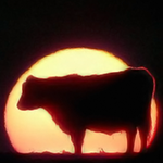 GallopingCow