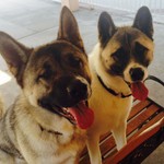 LuvMyAkitas