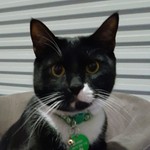 AuntyKitty