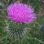 Soriis