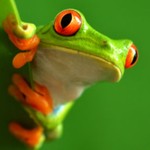 Hapfrog