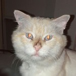 Arrosa