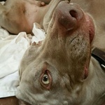 Macheath