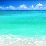 Bluewaterdog