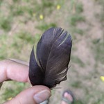 Anilite