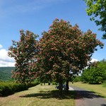 TanTau