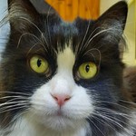 Yunacat