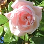 Bourdon33