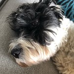 MillieSwan
