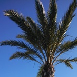 michellenp