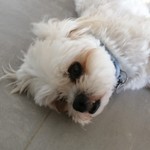 Soniaauff