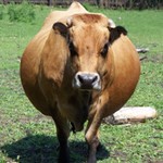 Roelma28
