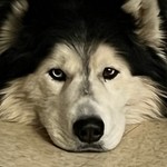 Jenjiroo