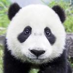 Deputypanda0927