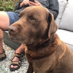 htbrown
