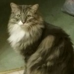 Maisfeeka