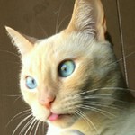 Gizmo1955