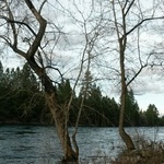 Cdwwench