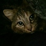 LaikaFromSpace