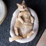 bigtigr12