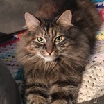 Cobwebby