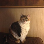 Dossie