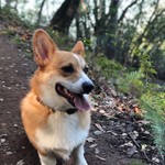 RainbowCorgi