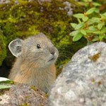 こぐまちゃん