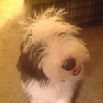 beardiemom