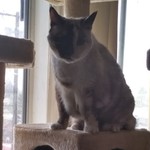 Raineycat