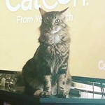KittyCookieCat