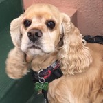 IndyDDog