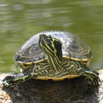 Turtleguy