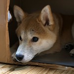 たけ777