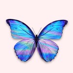 Butterfly1122