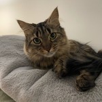 LunaBean