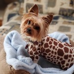 myowndogpark