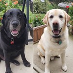 Doglover899100