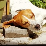 Smallhound