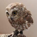 Hummingowl