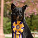 cattledog