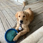 GoldenResults