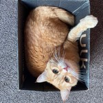AW1212