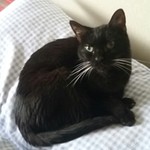 healthycat