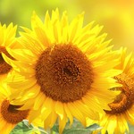 Sammysunflower