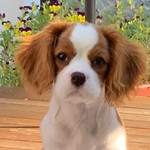 SweetCarolyn
